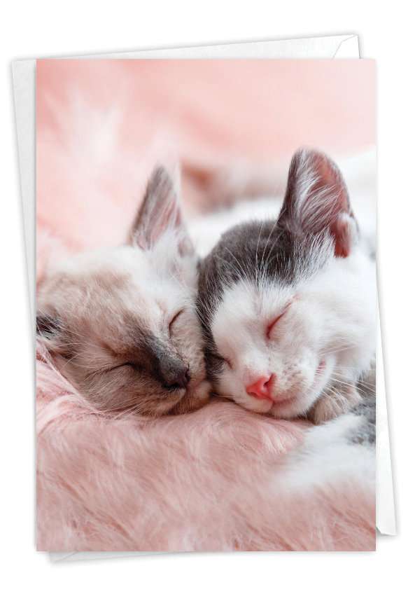 Stylish Anniversary Paper Greeting Card From NobleWorksCards.com - Cuddling Cats