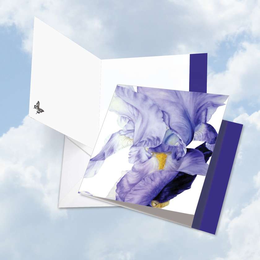 Stylish Birthday Jumbo Square Paper Greeting Card by Marie Burke from NobleWorksCards.com - Iridescent Iris